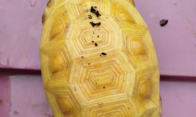 guarda-metropolitana-de-palmas-encontra-jabuti-albino-no-parque-cesamar