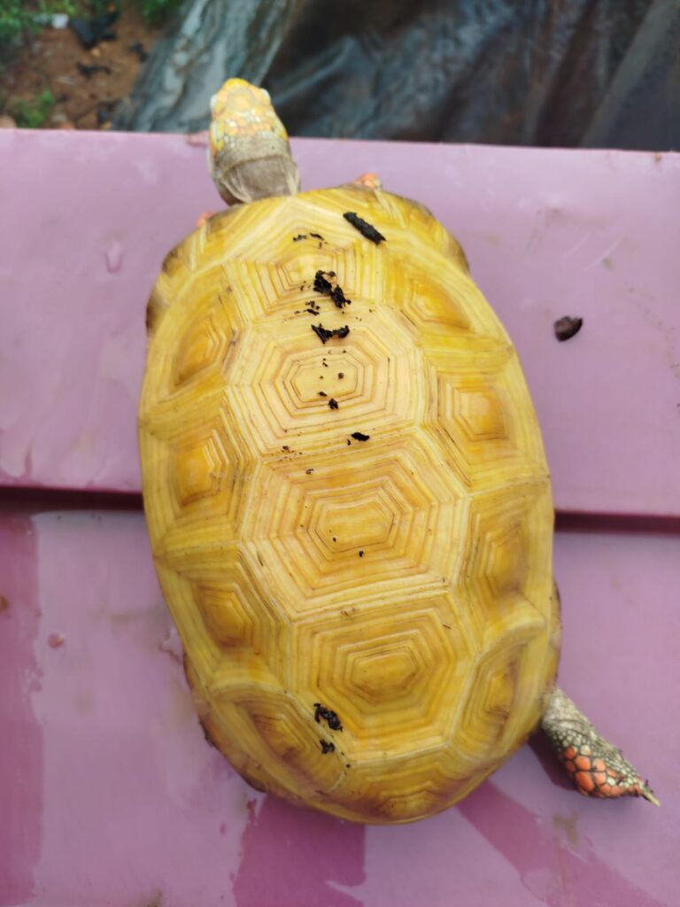 guarda-metropolitana-de-palmas-encontra-jabuti-albino-no-parque-cesamar