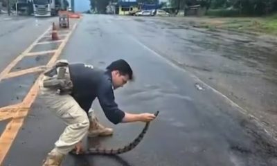 animais-mortos-e-veiculos-destruidos;-acidentes-com-bichos-crescem-nas-rodovias-do-tocantins