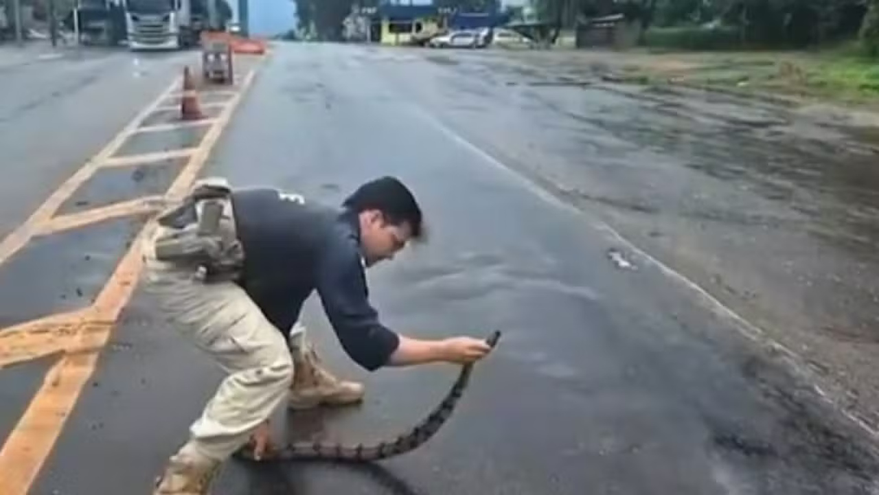 animais-mortos-e-veiculos-destruidos;-acidentes-com-bichos-crescem-nas-rodovias-do-tocantins