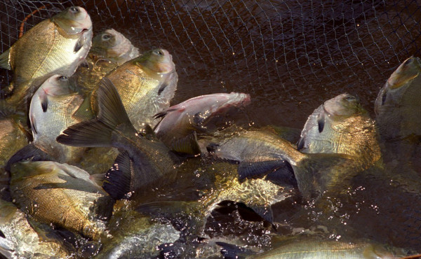 governo-do-tocantins-realiza-1a-edicao-do-aqua-summit-br,-em-palmas