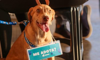 prefeitura-de-palmas-participa-do-pet-day-com-acao-de-adocao-de-caes-e-gatos-resgatados