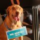 prefeitura-de-palmas-participa-do-pet-day-com-acao-de-adocao-de-caes-e-gatos-resgatados