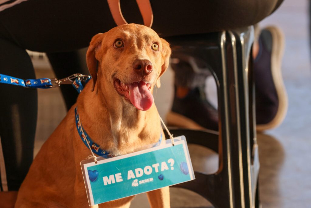 prefeitura-de-palmas-participa-do-pet-day-com-acao-de-adocao-de-caes-e-gatos-resgatados