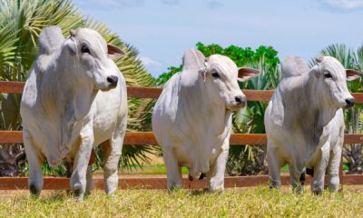 em-miranorte,-governo-do-tocantins-e-parceiros-realizam-a-3a-edicao-do-meat-day-neste-sabado,-6