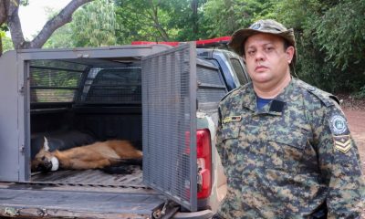 guarda-metropolitana-prioriza-prevencao-e-soma-mais-de-14-mil-atendimentos-em-2025