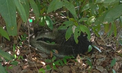 guarda-ambiental-de-palmas-resgata-tamandua-bandeira-em-condominio-rural