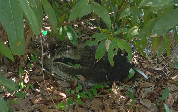 guarda-ambiental-de-palmas-resgata-tamandua-bandeira-em-condominio-rural