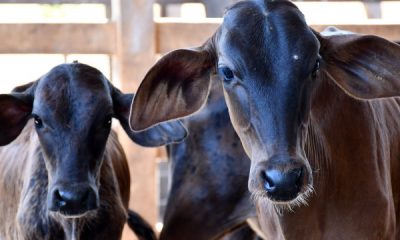 tocantins-supera-meta-e-vacina-mais-de-350-mil-bezerras-contra-a-brucelose
