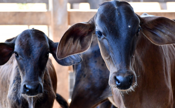 tocantins-supera-meta-e-vacina-mais-de-350-mil-bezerras-contra-a-brucelose