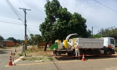 apos-vendaval,-prefeitura-de-palmas-retira-mais-de-250-toneladas-de-galhadas-do-jardim-taquari