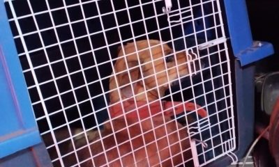 guarda-metropolitana-resgata-cadela-atropelada-e-garante-atendimento-veterinario