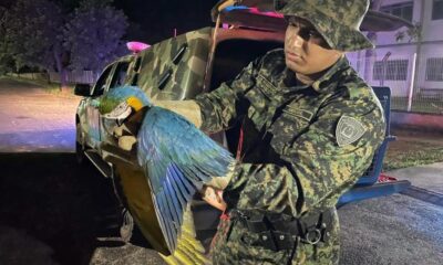 guarda-metropolitana-realiza-resgates-de-animais-silvestres-em-palmas