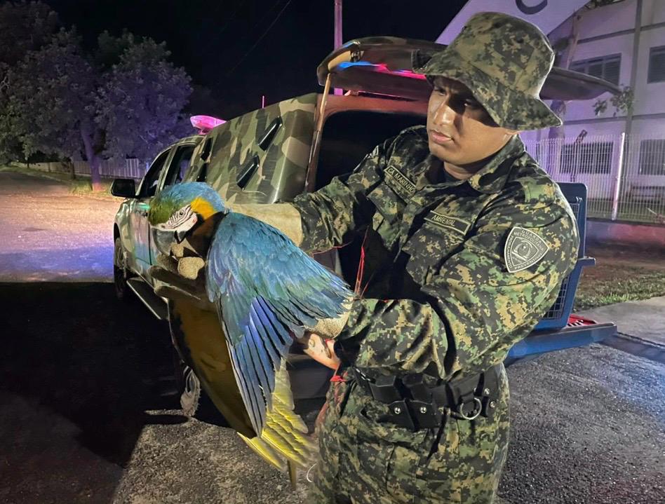 guarda-metropolitana-realiza-resgates-de-animais-silvestres-em-palmas
