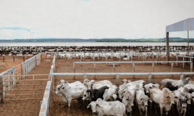 produtores-terao-junho-para-declarar-rebanhos-no-tocantins-sob-risco-de-multa-e-bloqueios