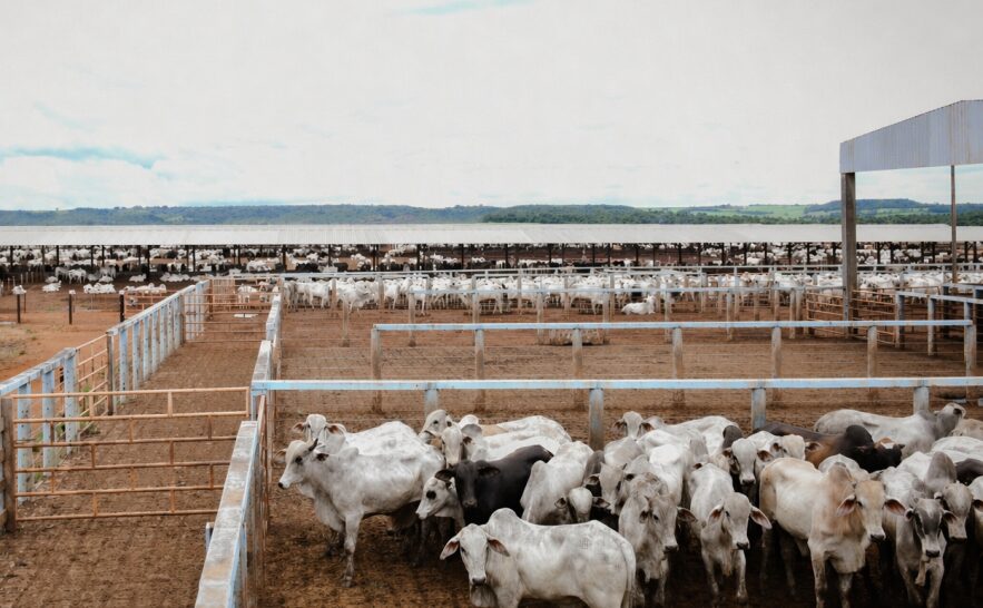 produtores-terao-junho-para-declarar-rebanhos-no-tocantins-sob-risco-de-multa-e-bloqueios