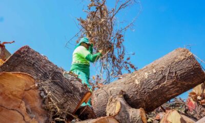 prefeitura-intensifica-coleta-de-galhadas-com-forca-tarefa-na-regiao-norte-de-palmas